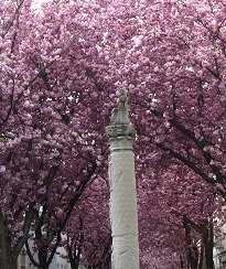 Kirschblüten in der Altstadt
